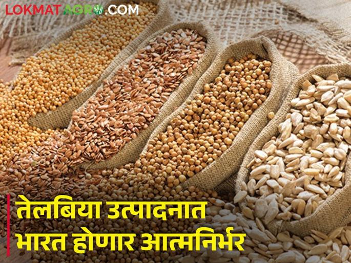 budget 2024 agriculture oil seeds implement self sufficiency campaign to become self sufficient in soybean production | Budget 2024 : तेलबिया उत्पादनात आत्मनिर्भर होण्यासाठी अर्थमंत्र्यांची मोठी घोषणा budget 2024 agriculture oil seeds implement self sufficiency campaign to become self sufficient in soybean production | Budget 2024 : तेलबिया उत्पादनात आत्मनिर्भर होण्यासाठी अर्थमंत्र्यांची मोठी घोषणा