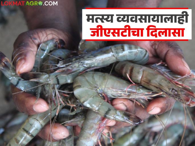 How will the GST reduction benefit the aquaculture business overall? Read in detail | जीएसटी कपातीचा मस्त्यपालन व्यवसायासाठी एकंदरीत कसा होणार फायदा? वाचा सविस्तर