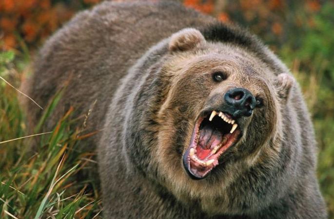 Two killed in bear attack in Melghat | मेळघाटात अस्वलाच्या हल्ल्यात दोन ठार