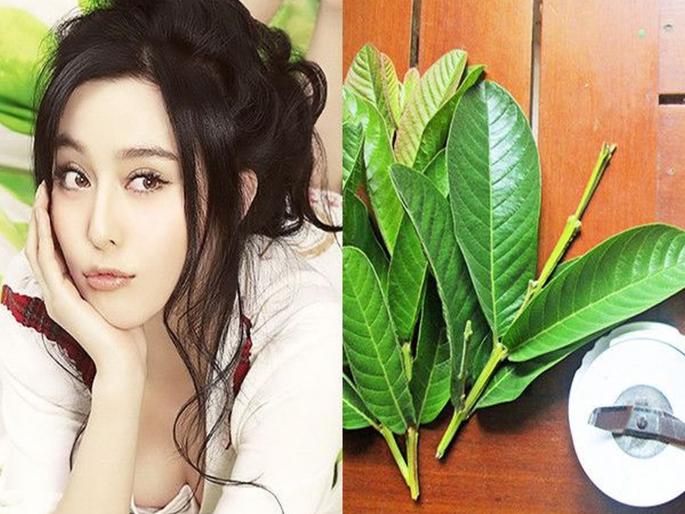 Benefits of guava leaf good for health | पेरूच्या पानांचे त्वचेला आणि केसांना होणारे फायदे वाचून व्हाल हैराण Benefits of guava leaf good for health | पेरूच्या पानांचे त्वचेला आणि केसांना होणारे फायदे वाचून व्हाल हैराण