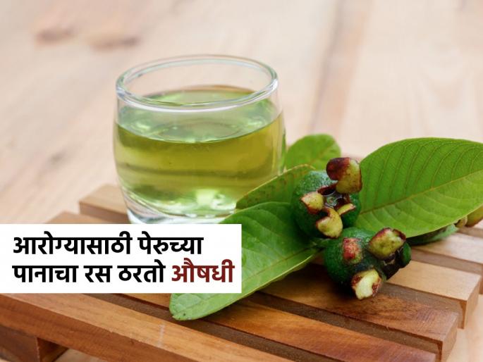 chew guava leaves for better health , see the health benefits of guava leaves | पेरु तर खाताच आता पेरुची पानंही चघळा, आरोग्यासाठी पेरुच्या पानांचे फायदे मोजू तेवढे कमीच