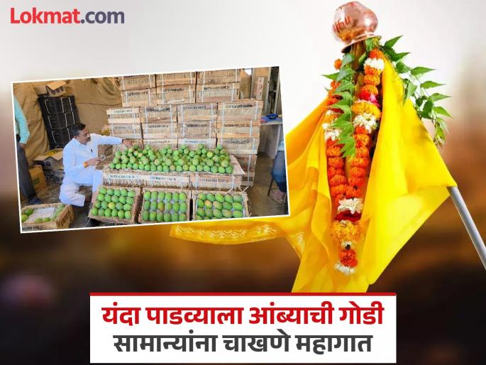 pune news Hapus out of reach for Gudi Padwa; prices have gone up from Rs 900 to Rs 1,500 | गुढीपाडव्याला हापूस आवाक्याबाहेर;९०० ते १५०० रुपयांपर्यंत दर pune news Hapus out of reach for Gudi Padwa; prices have gone up from Rs 900 to Rs 1,500 | गुढीपाडव्याला हापूस आवाक्याबाहेर;९०० ते १५०० रुपयांपर्यंत दर