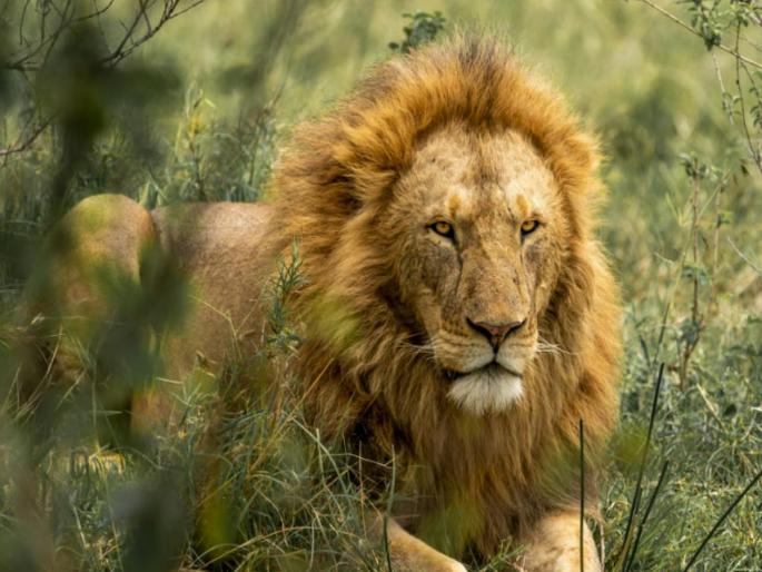 TamilNadu Zoo: Lion brought from Gujarat escapes from Tamil Nadu zoo; panic among locals | गुजरातमधून आणलेला सिंह तामिळनाडूच्या प्राणीसंग्रहालयातून पळाला; स्थानिकांमध्ये घबराट...