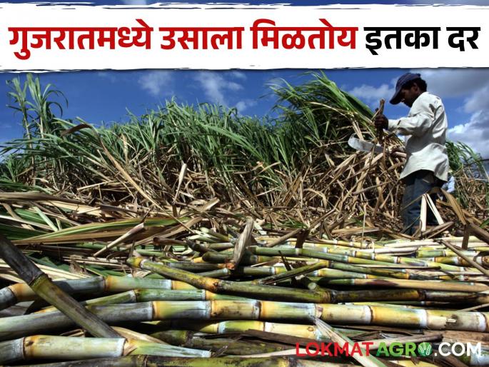 Gujarat is always top in sugarcane price than Maharashtra | Sugarcane Price महाराष्ट्रापेक्षा गुजरात ऊस दरात कायमच ठरतोय अव्वल Gujarat is always top in sugarcane price than Maharashtra | Sugarcane Price महाराष्ट्रापेक्षा गुजरात ऊस दरात कायमच ठरतोय अव्वल