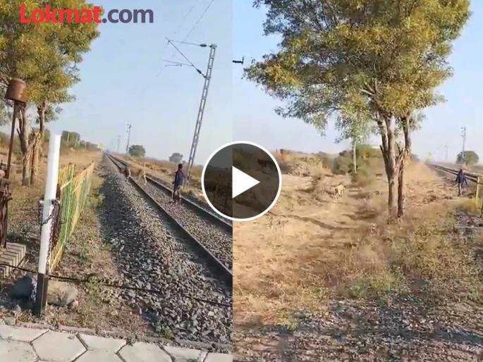 viral video The king of the jungle lion was chased away like a buffalo; The video of the forest guard is going viral | सिंह आहे तो सिंह! जंगलाच्या राजाला म्हशीसारखे हाकलले; वनरक्षकाचा व्हिडीओ होतोय व्हायरल viral video The king of the jungle lion was chased away like a buffalo; The video of the forest guard is going viral | सिंह आहे तो सिंह! जंगलाच्या राजाला म्हशीसारखे हाकलले; वनरक्षकाचा व्हिडीओ होतोय व्हायरल