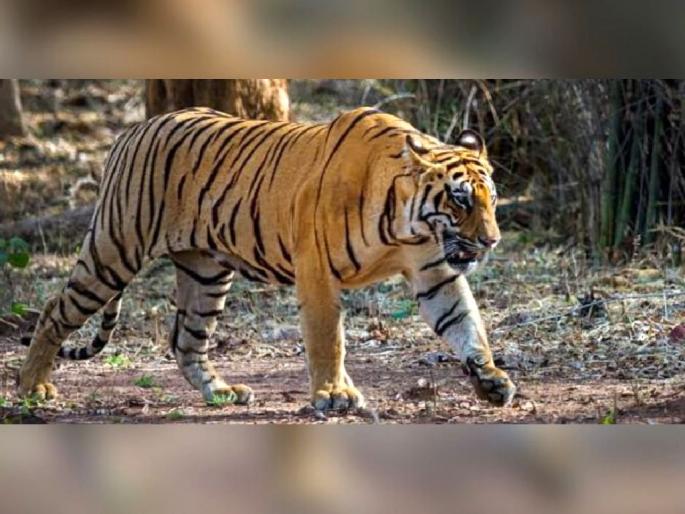 After the fight with Bajrang tiger, the injured Chhota Matka tiger went missing | बजरंगसोबतच्या झुंजीनंतर छोटा मटका गवसेना; १० ट्रॅप कमेऱ्यांसह ५० ते ६० कर्मचाऱ्यांमार्फत सर्च ऑपरेशन After the fight with Bajrang tiger, the injured Chhota Matka tiger went missing | बजरंगसोबतच्या झुंजीनंतर छोटा मटका गवसेना; १० ट्रॅप कमेऱ्यांसह ५० ते ६० कर्मचाऱ्यांमार्फत सर्च ऑपरेशन