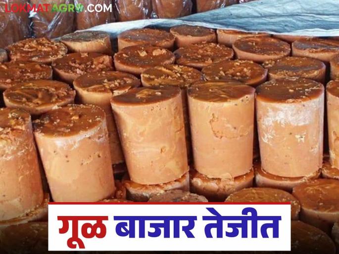 Gul Bajar Bhav : Jaggery prices have increased this year compared to last year; How are you getting the price? | Gul Bajar Bhav : मागील वर्षीच्या तुलनेत यंदा गूळ दरात झाली वाढ; कसा मिळतोय दर? Gul Bajar Bhav : Jaggery prices have increased this year compared to last year; How are you getting the price? | Gul Bajar Bhav : मागील वर्षीच्या तुलनेत यंदा गूळ दरात झाली वाढ; कसा मिळतोय दर?