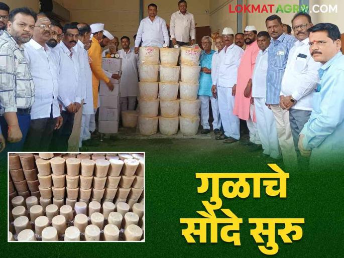 Gul Bajar Bhav : On the occasion of Padava, the jaggery market start Read more about how the prices are getting | Gul Bajar Bhav : पाडव्याच्या मुहूर्तावर गूळ सौद्यांना सुरवात कसा मिळतोय दर वाचा सविस्तर