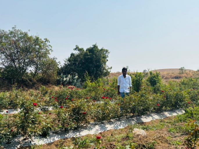 Kalas farmers achieved success through rose farming | Rose Farming : कळसच्या शेतकऱ्यांनी गुलाब शेतीतून फुलवले यश   Kalas farmers achieved success through rose farming | Rose Farming : कळसच्या शेतकऱ्यांनी गुलाब शेतीतून फुलवले यश