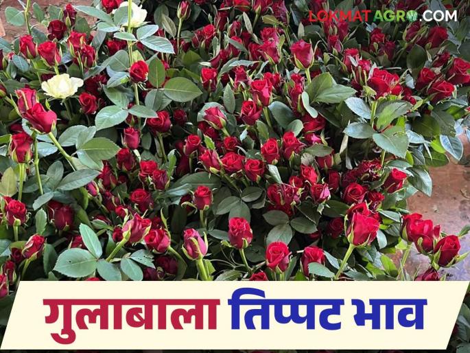 Gulab Market : Huge demand for roses due to 'Valentine's Day'; Price of a single rose triples | Gulab Market : 'व्हॅलेंटाईन डे'मुळे गुलाबाला मोठी मागणी; एका गुलाबाला तिप्पट भाव Gulab Market : Huge demand for roses due to 'Valentine's Day'; Price of a single rose triples | Gulab Market : 'व्हॅलेंटाईन डे'मुळे गुलाबाला मोठी मागणी; एका गुलाबाला तिप्पट भाव