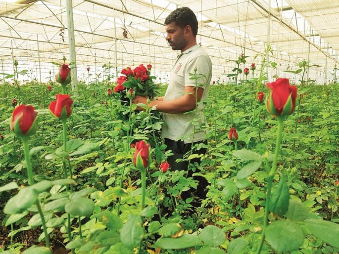 Valentine's rose leaves to visit lovers; The result of plastic roses, sales decline | व्हॅलेंटाईनचा गुलाब निघाला प्रेमिकांच्या भेटीला; प्लास्टीक गुलाबाचा परिणाम, विक्रीत घट