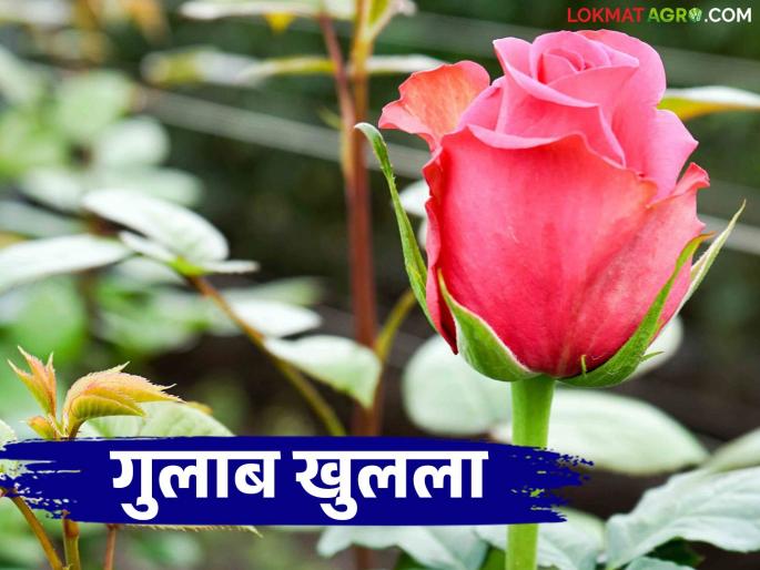 Gulab Ful Market : A bouquet of roses on Valentine's Day; One flower for ten rupees | Gulab Ful Market : 'व्हॅलेंटाइन-डे'ला गुलाब फुलांचा तोरा; दहा रुपयांना एक फूल Gulab Ful Market : A bouquet of roses on Valentine's Day; One flower for ten rupees | Gulab Ful Market : 'व्हॅलेंटाइन-डे'ला गुलाब फुलांचा तोरा; दहा रुपयांना एक फूल