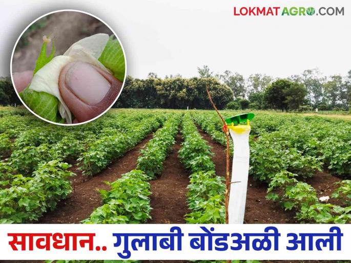 If you see a domkali in cotton, understand that it is bollworm come in crop.. Do this simple solution | कपाशीमध्ये दिसली डोमकळी तर समजून घ्या आली ही अळी.. करा हे सोपे उपाय