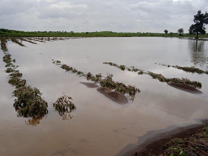 Gulab Storm: Crop loss due to heavy Rain | ‘गुलाब’ जलाचा मारा वेदनादायी Gulab Storm: Crop loss due to heavy Rain | ‘गुलाब’ जलाचा मारा वेदनादायी