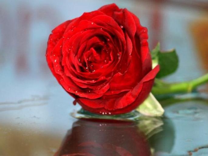 5 simple and easy ways to use rose water to get fair and naturally glowing skin | 'या' 5 पद्धतींनी गुलाब पाण्याचा करा वापर; त्वचेच्या आरोग्यासोबतच सौंदर्य जपण्यासही होईल मदत!