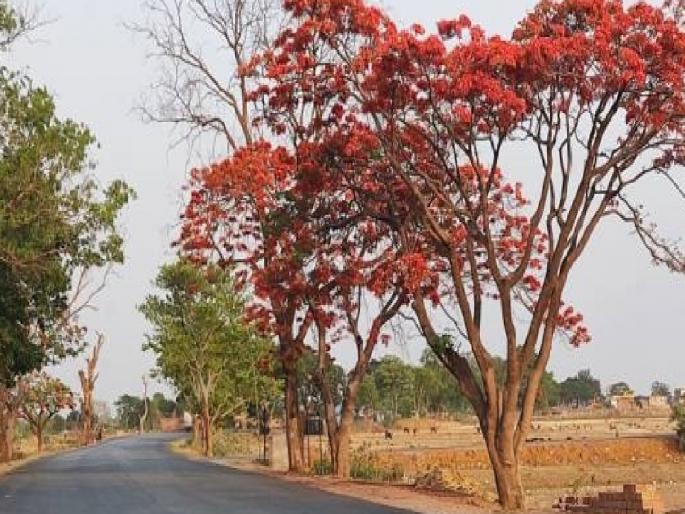 60000 Kadamba, Gulmohar will bloom along 1400 km of roads in Sangli and Kolhapur districts | सांगली, कोल्हापूर जिल्ह्यातील १४०० कि.मी. रस्त्यांकडेला ६० हजार कदंब, गुलमोहर फुलणार