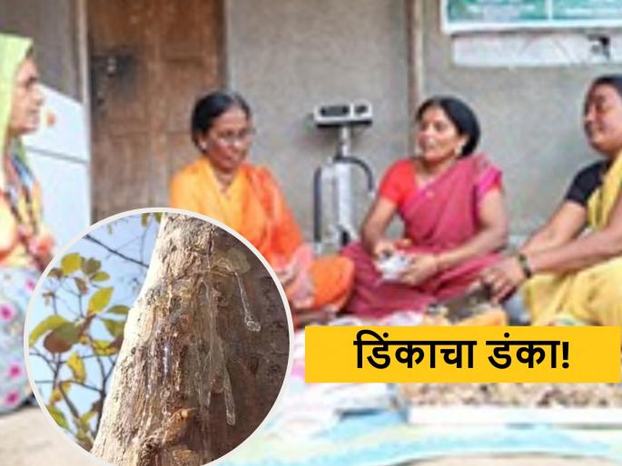 Latest News Gum industry set up by women in Washim district read success story | Success Story : डिंकाचा डंका! वाशिम जिल्ह्यातील महिलांनी उभारला अनोखा डिंक उद्योग, वाचा यशोगाथा  Latest News Gum industry set up by women in Washim district read success story | Success Story : डिंकाचा डंका! वाशिम जिल्ह्यातील महिलांनी उभारला अनोखा डिंक उद्योग, वाचा यशोगाथा