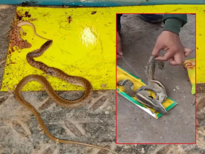 Beware! Kharutai, the reptiles, began to die from being crushed by the rat catching gumpads | सावधान ! उंदीर पकडणाऱ्या गमपॅडने तडफडून मरू लागल्या खारूताई, सरपटणारे प्राणी Beware! Kharutai, the reptiles, began to die from being crushed by the rat catching gumpads | सावधान ! उंदीर पकडणाऱ्या गमपॅडने तडफडून मरू लागल्या खारूताई, सरपटणारे प्राणी