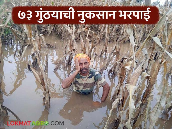Latest News Nuksan Bharpai Damage to maize in 73 gunthas; Compensation only Rs 5 thousand | Nuksan Bharpai : 73 गुंठ्यातील मक्याचे नुकसान; भरपाई मात्र 5 हजार रुपये, वाचा कांद्याला किती मिळाली Latest News Nuksan Bharpai Damage to maize in 73 gunthas; Compensation only Rs 5 thousand | Nuksan Bharpai : 73 गुंठ्यातील मक्याचे नुकसान; भरपाई मात्र 5 हजार रुपये, वाचा कांद्याला किती मिळाली