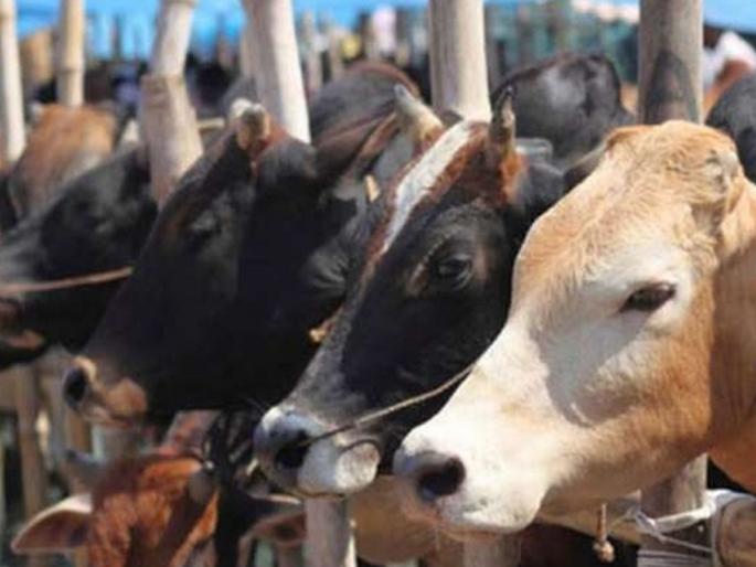 Jalgaon: 'Lumpi' crisis: Cattle market closed in 7 taluks! So far 79 animals have died, vaccination is speeding up | Jalgaon: ‘लम्पी’चे संकट : ७ तालुक्यातील गुरांचे बाजार बंद! आतापर्यंत ७९ जनावरांचा मृत्यू, लसीकरणाला वेग Jalgaon: 'Lumpi' crisis: Cattle market closed in 7 taluks! So far 79 animals have died, vaccination is speeding up | Jalgaon: ‘लम्पी’चे संकट : ७ तालुक्यातील गुरांचे बाजार बंद! आतापर्यंत ७९ जनावरांचा मृत्यू, लसीकरणाला वेग