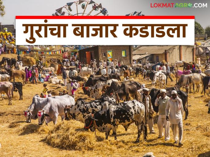 Latest News Animal prices increased by 5 to 10 thousand in bhandara bail bajar Know in detail | Bail Bajar : गुरांच्या बाजारात बैलजोडी, गाई- म्हशींची किंमत किती? जाणून घ्या सविस्तर