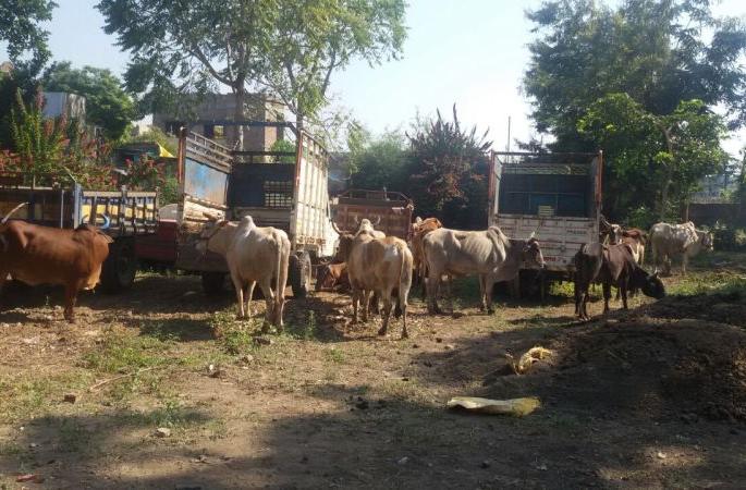 Police brutal action on the smuggling of cattle! | परराज्यातून होणार्‍या गुरांच्या तस्करीवर पोलिसांची धाडसी कारवाई!