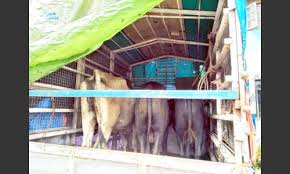 Transport of cattle; Two arrested in Fondaghat: Two-day police custody | गुरांची वाहतूक; दोघांना अटक, फोंडाघाट येथील घटना Transport of cattle; Two arrested in Fondaghat: Two-day police custody | गुरांची वाहतूक; दोघांना अटक, फोंडाघाट येथील घटना
