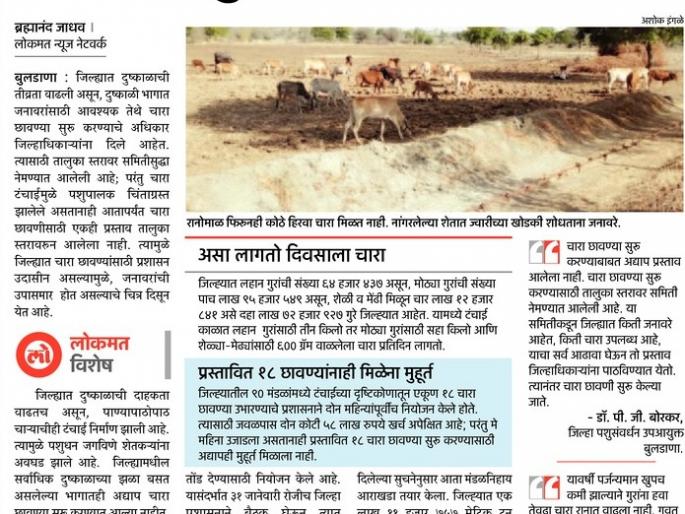 Movement of fodder camp in Buldhana | चारा छावणी सुरू करण्याच्या हालचाली Movement of fodder camp in Buldhana | चारा छावणी सुरू करण्याच्या हालचाली
