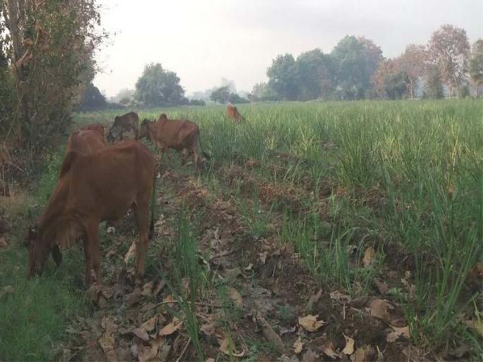 Despite the notices, the fodder of the cattle is a problem | नोटिसा बजावूनही मोकाट गुरांचा त्रास सुरूच Despite the notices, the fodder of the cattle is a problem | नोटिसा बजावूनही मोकाट गुरांचा त्रास सुरूच