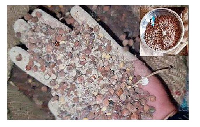 substandard food being distributed to zp schools in gondia | शालेय पोषण आहाराच्या धान्यात कचरा, सिमेंट, गोटे अन् गुटखा; विद्यार्थ्यांच्या आरोग्याशी खेळ substandard food being distributed to zp schools in gondia | शालेय पोषण आहाराच्या धान्यात कचरा, सिमेंट, गोटे अन् गुटखा; विद्यार्थ्यांच्या आरोग्याशी खेळ