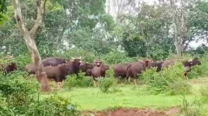 Infiltration of wild animals in urban areas | नागरी वस्तीत रानगव्यांचा शिरकाव