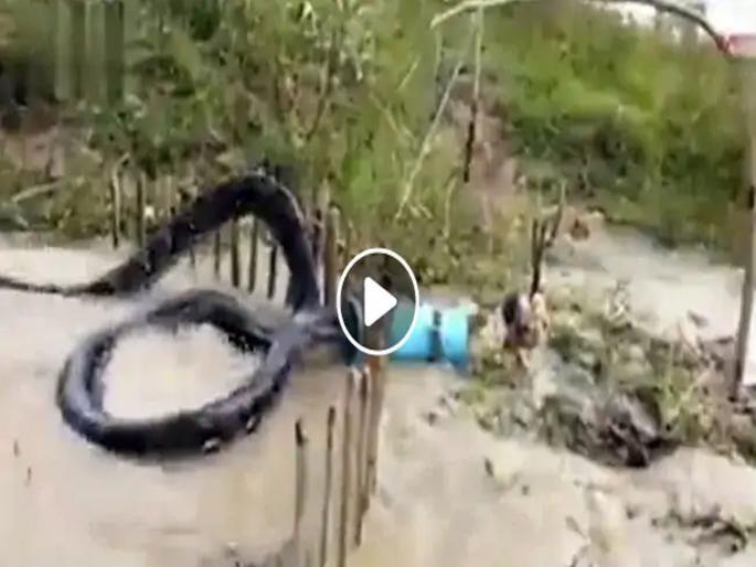 Giant snake of 50 feet stuck in big drum eyes opened wide see video | कोंबडी चोरासाठी लावलेल्या सापळ्यात अकडला ५० फूट लांब साप; मग... पाहा व्हिडीओ