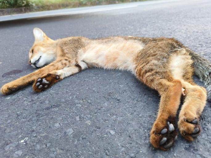 Nandori-Kondha rift becomes a nightmare for wildlife; Accidental death session continues | वन्यजीवांसाठी नंदोरी- कोंढा फाटा ठरला कर्दनकाळ; अपघाती मृत्यूसत्र सुरूच Nandori-Kondha rift becomes a nightmare for wildlife; Accidental death session continues | वन्यजीवांसाठी नंदोरी- कोंढा फाटा ठरला कर्दनकाळ; अपघाती मृत्यूसत्र सुरूच