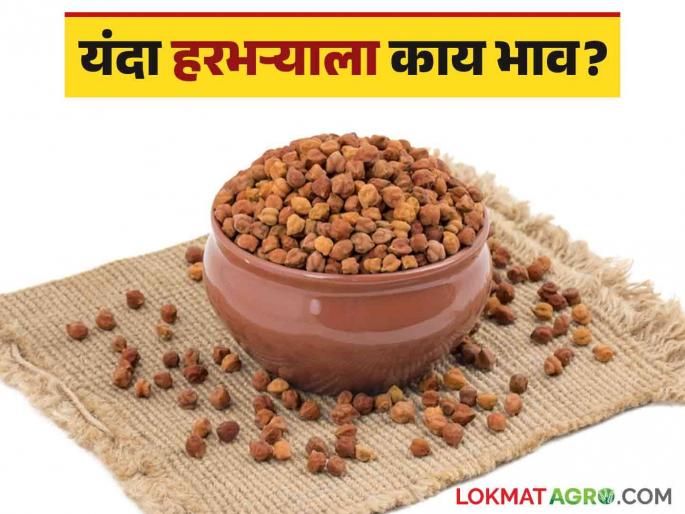 Latest News Harbhara Market How will prices of Harbhara be in January 2025 Know in detail  | Harbhara Market : नवीन वर्षांत हरभऱ्याचे दर कसे राहतील? जाणून घ्या सविस्तर  Latest News Harbhara Market How will prices of Harbhara be in January 2025 Know in detail  | Harbhara Market : नवीन वर्षांत हरभऱ्याचे दर कसे राहतील? जाणून घ्या सविस्तर