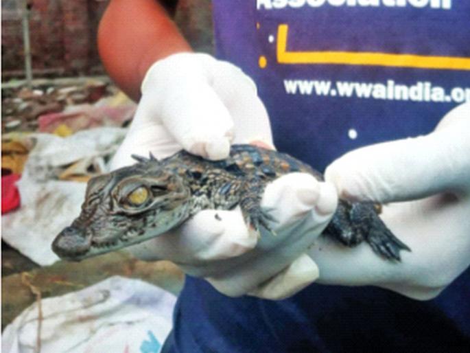 Newborn crocodile cubs found in Thane Nala | ठाण्यातील नाल्यात सापडले मगरीचे नवजात पिल्लू Newborn crocodile cubs found in Thane Nala | ठाण्यातील नाल्यात सापडले मगरीचे नवजात पिल्लू