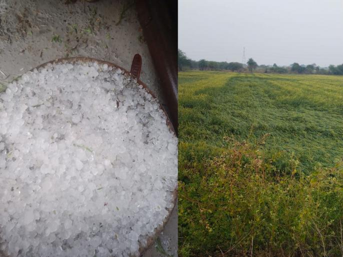 Hail hit the area of Babhulgaon, Hail Storm rain yavatmal | बाभूळगावातील घारफळ, सरुळ परिसराला गारपिटीचा तडाखा Hail hit the area of Babhulgaon, Hail Storm rain yavatmal | बाभूळगावातील घारफळ, सरुळ परिसराला गारपिटीचा तडाखा