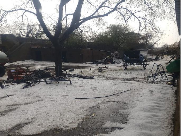 Hailstorm in Bhokardan area; Farmers are worried about the loss of rabi crops | भोकरदन परिसरात गारपीट; रब्बी पिकांच्या नुकसानीने शेतकरी हवालदिल Hailstorm in Bhokardan area; Farmers are worried about the loss of rabi crops | भोकरदन परिसरात गारपीट; रब्बी पिकांच्या नुकसानीने शेतकरी हवालदिल