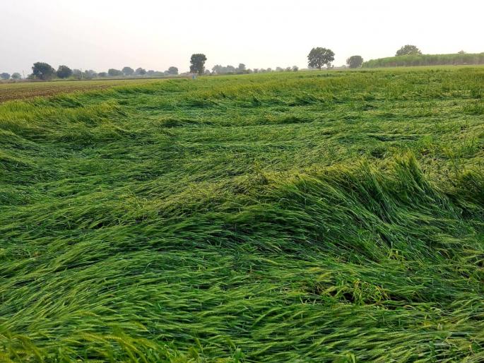 Whose report is true? According to the agriculture department, 2864 hectares and according to the revenue department 399 hectares damage due to hailstorm | कोण खरे ? कृषी विभाग म्हणतो, २८६४ तर महसूल विभागानुसार ३९९ हेक्टरचे गारपिटीने नुकसान Whose report is true? According to the agriculture department, 2864 hectares and according to the revenue department 399 hectares damage due to hailstorm | कोण खरे ? कृषी विभाग म्हणतो, २८६४ तर महसूल विभागानुसार ३९९ हेक्टरचे गारपिटीने नुकसान