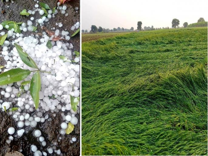 Hailstorm in Marathwada; Excessive damage to fruit farming and kharif crops | मराठवाड्यात गारपीट; फळबागा, खरीप पिकांचे अतोनात नुकसान Hailstorm in Marathwada; Excessive damage to fruit farming and kharif crops | मराठवाड्यात गारपीट; फळबागा, खरीप पिकांचे अतोनात नुकसान