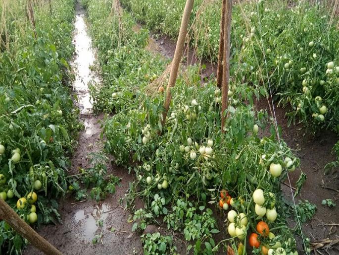 57 lakh 50 thousand sanctioned to hail affected farmers in Kandhar taluka | कंधार तालुक्यातील गारपीटग्रस्त शेतकऱ्यांना ५७ लाख ५० हजार मंजूर