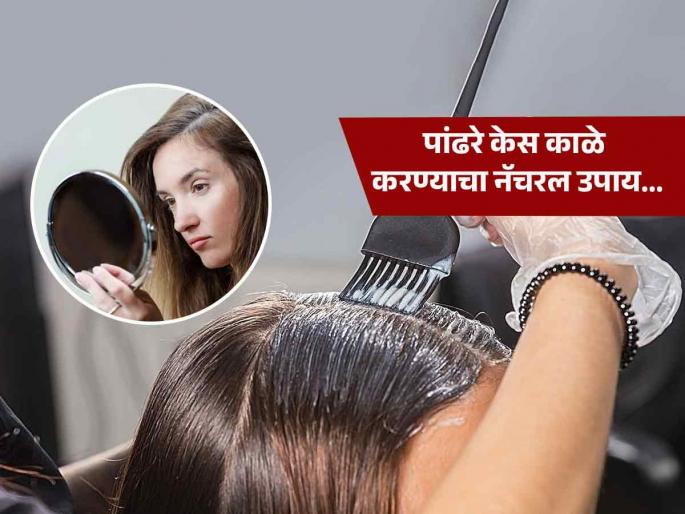 Ayurvedic remedy for premature grey hair safed | ऐन तारुण्यात पांढऱ्या झालेल्या केसांमुळे वैतागलात? लगेच करा 'हा' नॅचरल उपाय मग बघा कमाल...