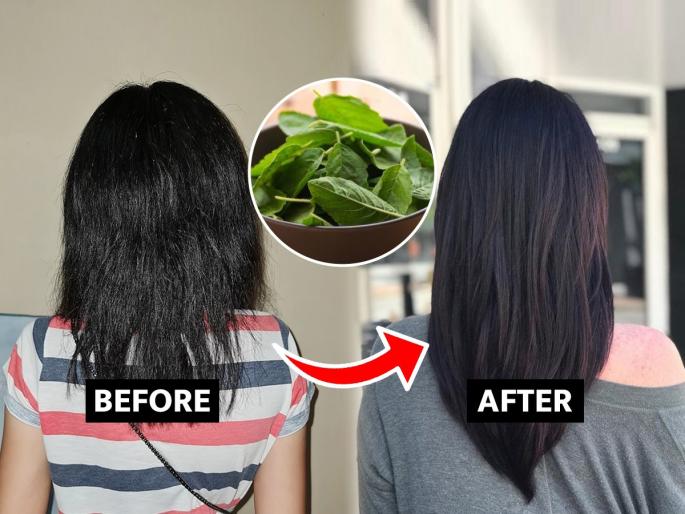 home hacks for fast hair growth, how to use tulsi for hair growth, use of tulsi for long and strong hair  | तुळशीची पानं ‘अशी’ लावा केसांना, काळेभोर-घनदाट केस पाहून कुणीही विचारेल लावता काय केसांना?