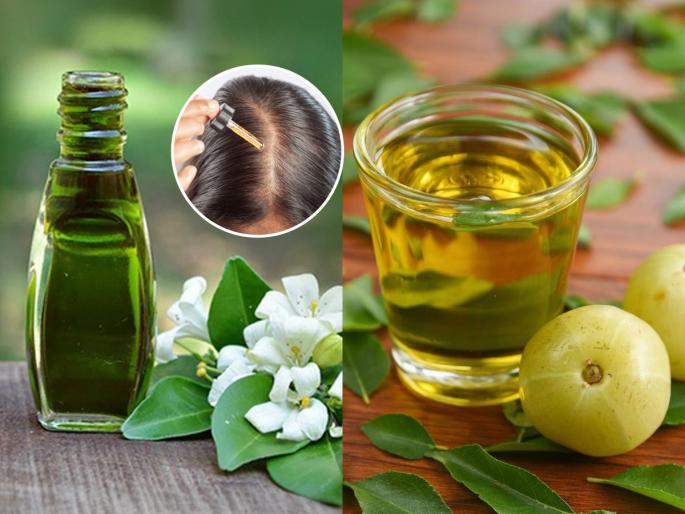 Which oil is best for hair growth Bhringraj or Amla Best natural oil for hair fall control Bhringraj oil benefits for hair | भृंगराज की आवळा? केस वाढवण्यासाठी कोणते तेल सगळ्यात बेस्ट, 'या' स्टेप्स फॉलो करा, केसगळती कमी- वाढही होईल