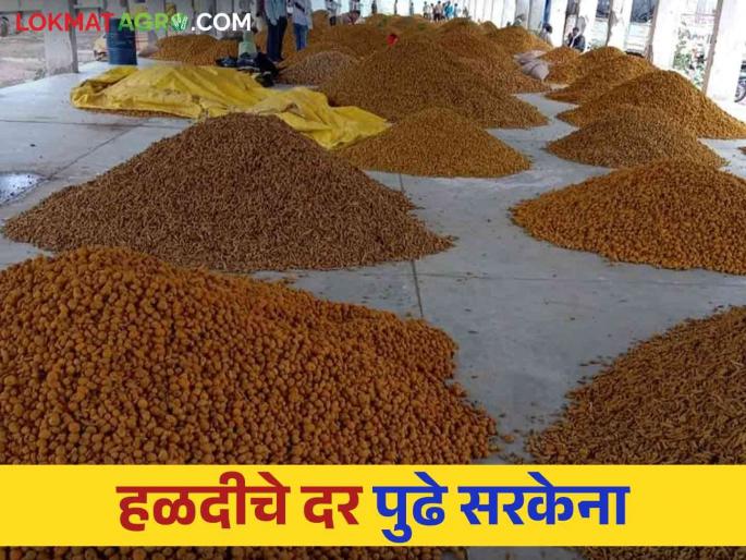 Turmeric market : Turmeric market not get price hike | Turmeric Market: हळदीचा रुसवा जाता जाईना Turmeric market : Turmeric market not get price hike | Turmeric Market: हळदीचा रुसवा जाता जाईना