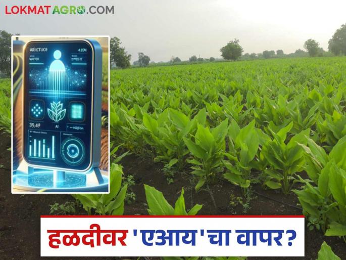 Halad AI Technology: latest news Use of 'AI' on Halad; Research underway at Bhabha Research Center Read in detail | Halad AI Technology: हळदीवर 'एआय'चा वापर; भाभा अनुसंधान केंद्रात संशोधन सुरू वाचा सविस्तर Halad AI Technology: latest news Use of 'AI' on Halad; Research underway at Bhabha Research Center Read in detail | Halad AI Technology: हळदीवर 'एआय'चा वापर; भाभा अनुसंधान केंद्रात संशोधन सुरू वाचा सविस्तर