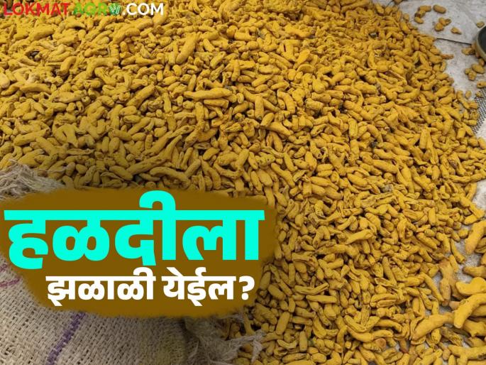 Halad Bajar Bhav Sangli : Arrival of turmeric in Sangli Market Committee decreased; What is the price of which turmeric? Read in detail | Halad Bajar Bhav Sangli : सांगली बाजार समितीत हळदीची आवक घटली; कोणत्या हळदीला किती दर? वाचा सविस्तर Halad Bajar Bhav Sangli : Arrival of turmeric in Sangli Market Committee decreased; What is the price of which turmeric? Read in detail | Halad Bajar Bhav Sangli : सांगली बाजार समितीत हळदीची आवक घटली; कोणत्या हळदीला किती दर? वाचा सविस्तर