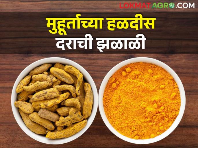 New season of turmeric started; A record market price is available | हळदीचा नवा हंगाम सुरू; मिळतोय विक्रमी बाजारभाव