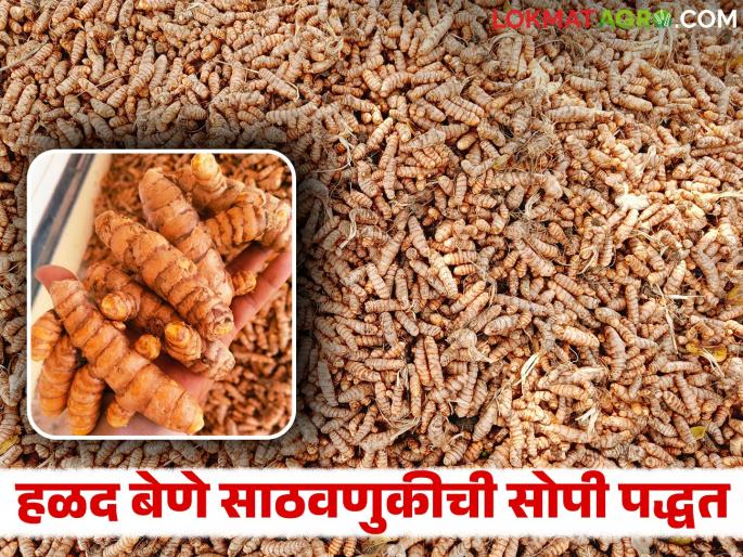 This is a simple way to store turmeric rhizomes to make them last longer; read in details | हळदीचे बेणे अधिक काळ टिकण्यासाठी साठवणूकीत करा हे सोपे उपाय; वाचा सविस्तर This is a simple way to store turmeric rhizomes to make them last longer; read in details | हळदीचे बेणे अधिक काळ टिकण्यासाठी साठवणूकीत करा हे सोपे उपाय; वाचा सविस्तर