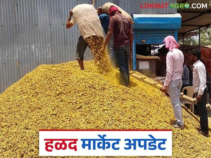Halad BajarBhav: How much turmeric arrives daily at Sant Namdev Market Yard; Know in detail | Halad BajarBhav : संत नामदेव मार्केट यार्डात हळदीची दररोज किती आवक; जाणून घ्या सविस्तर