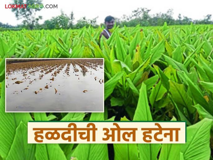 latest news Halad Crop Crisis: Halad is still wet; Costs have increased, income has decreased! | Halad Crop Crisis : हळदीत अजूनही ओल; खर्च वाढला, उत्पन्न घटलं!